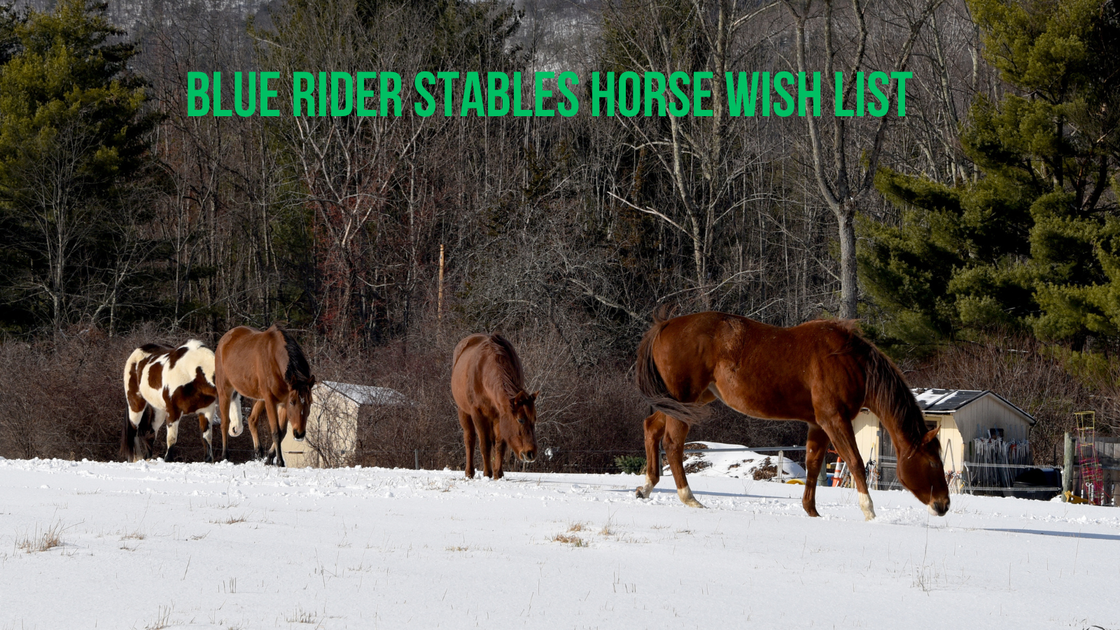 Blue Rider Stables Horse’s Wish List