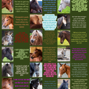 Horse Holiday Wish List