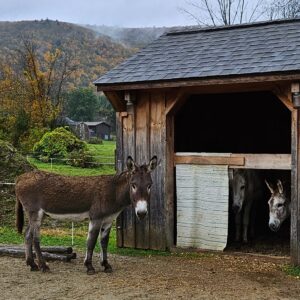 Name our new donkey! Contest