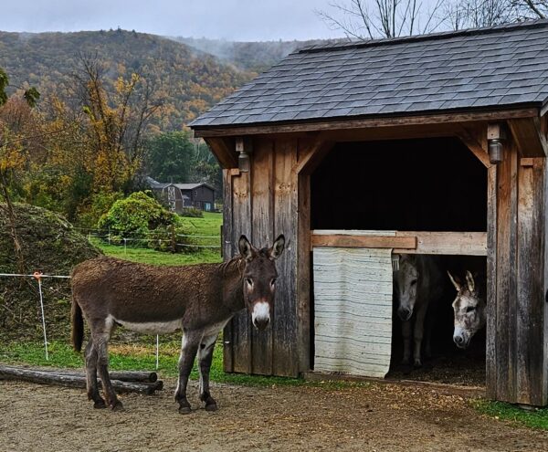 Name our new donkey! Contest